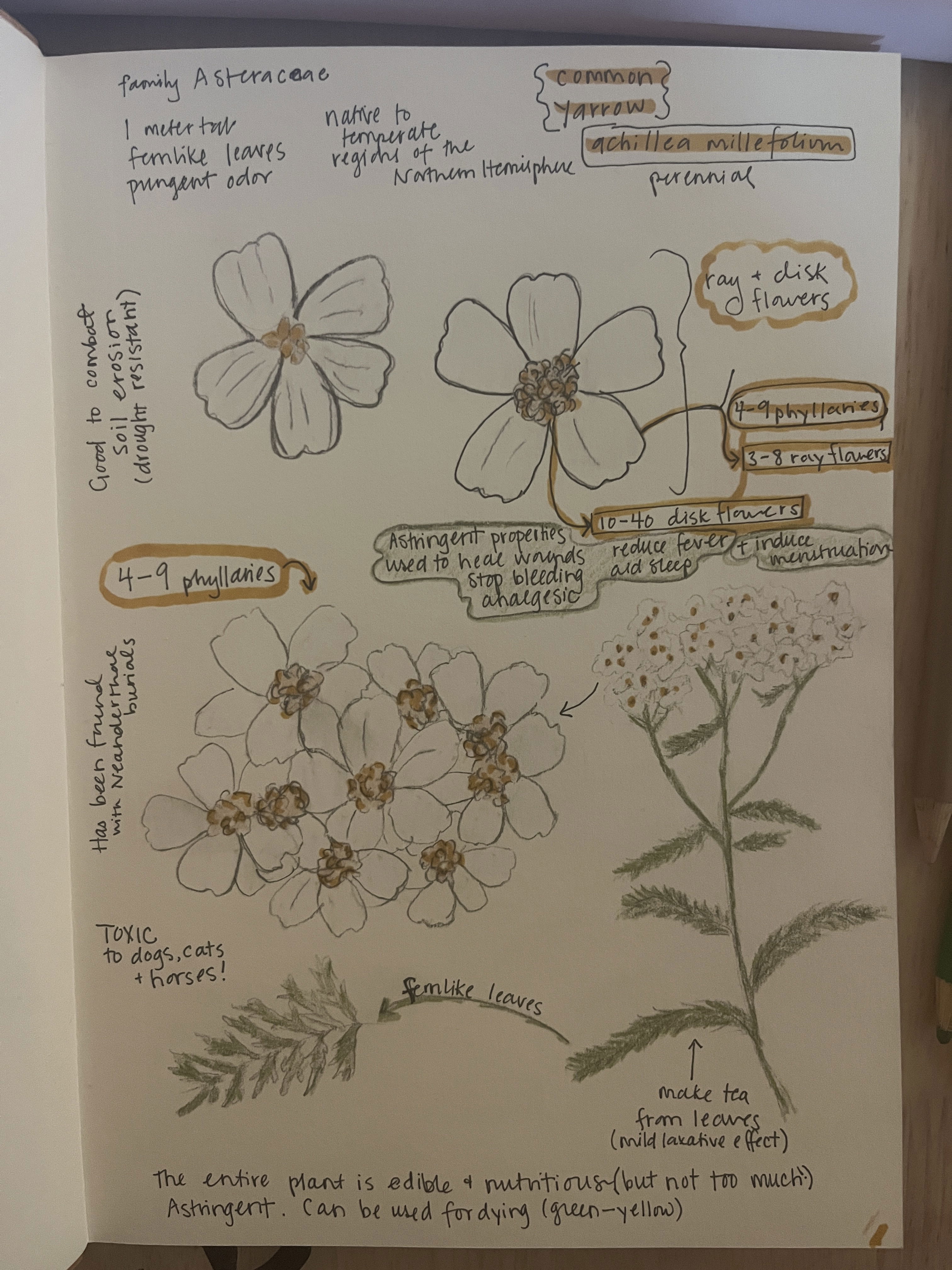 A sketchbook page showing simple drawings of common yarrow with handwritten notes